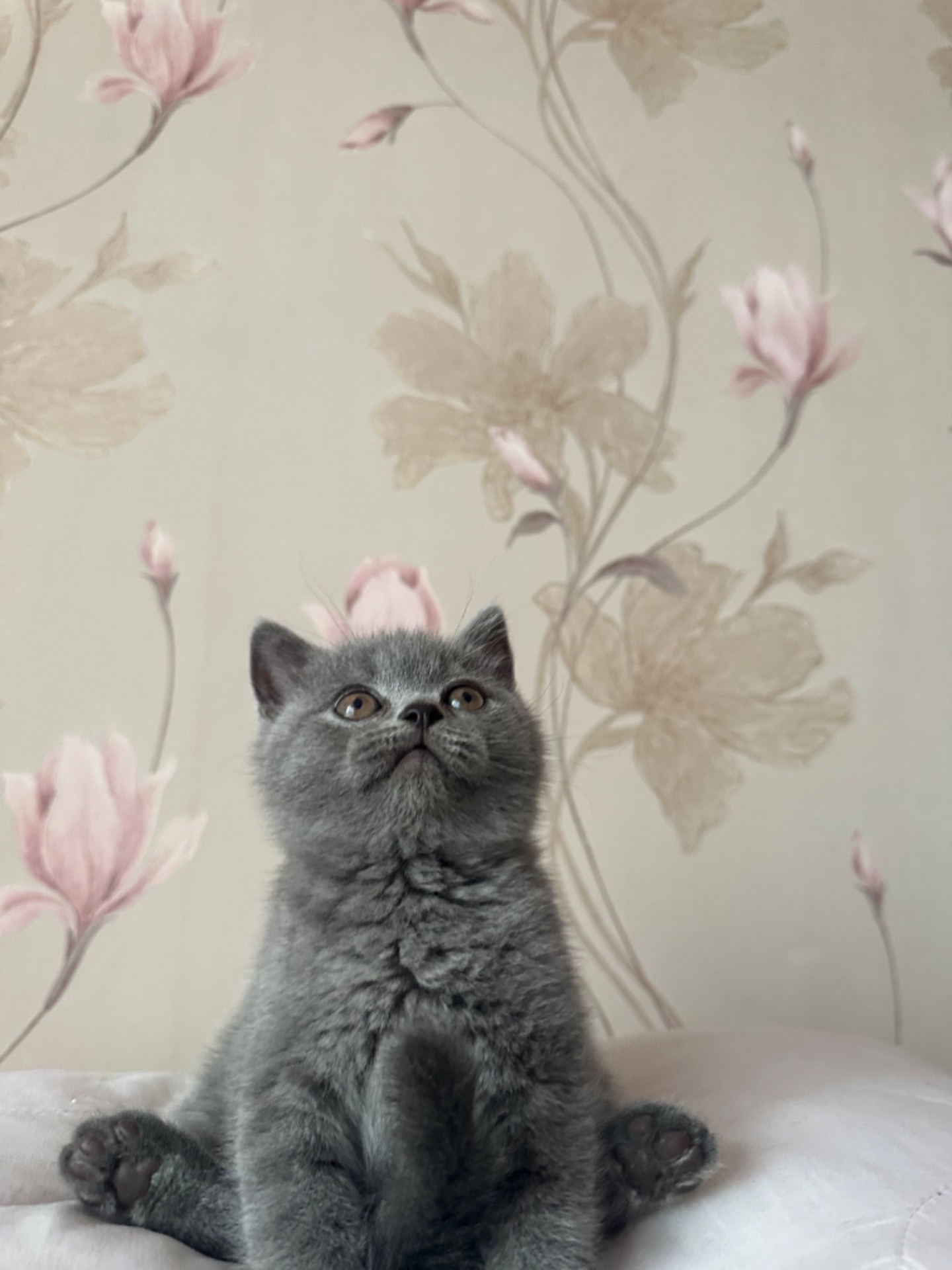 Шотландські кошенята