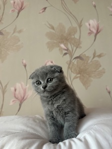 Шотландські кошенята