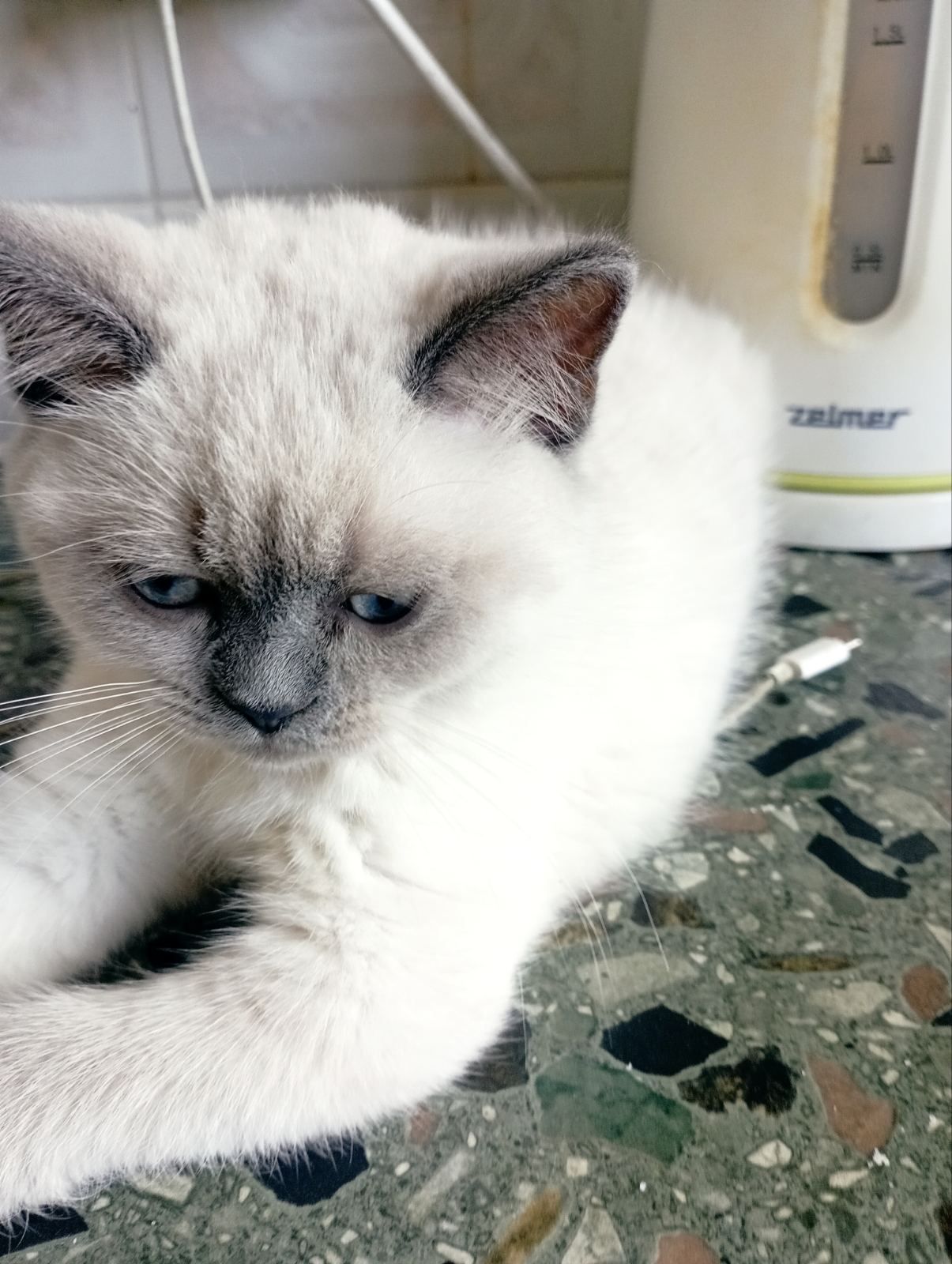 Кошенята Блюпоінт фолд і страйт