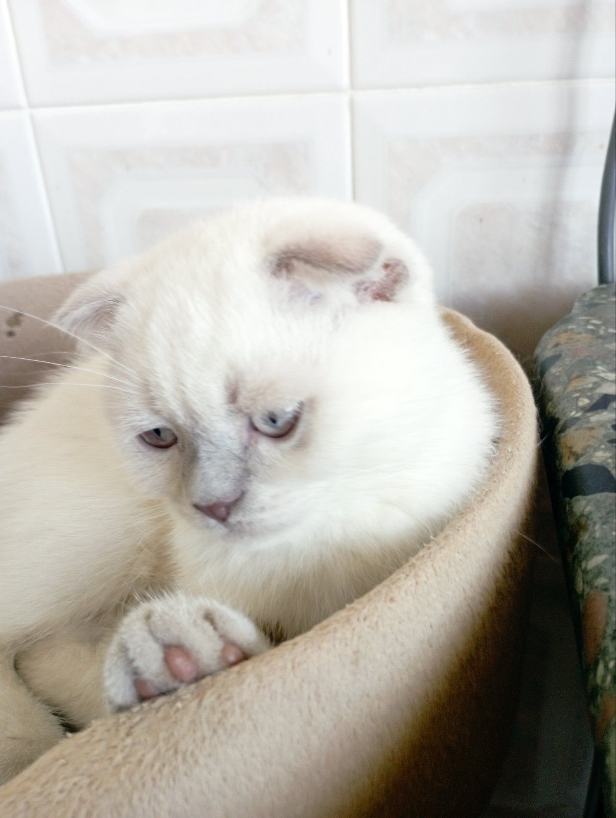 Кошенята Блюпоінт фолд і страйт