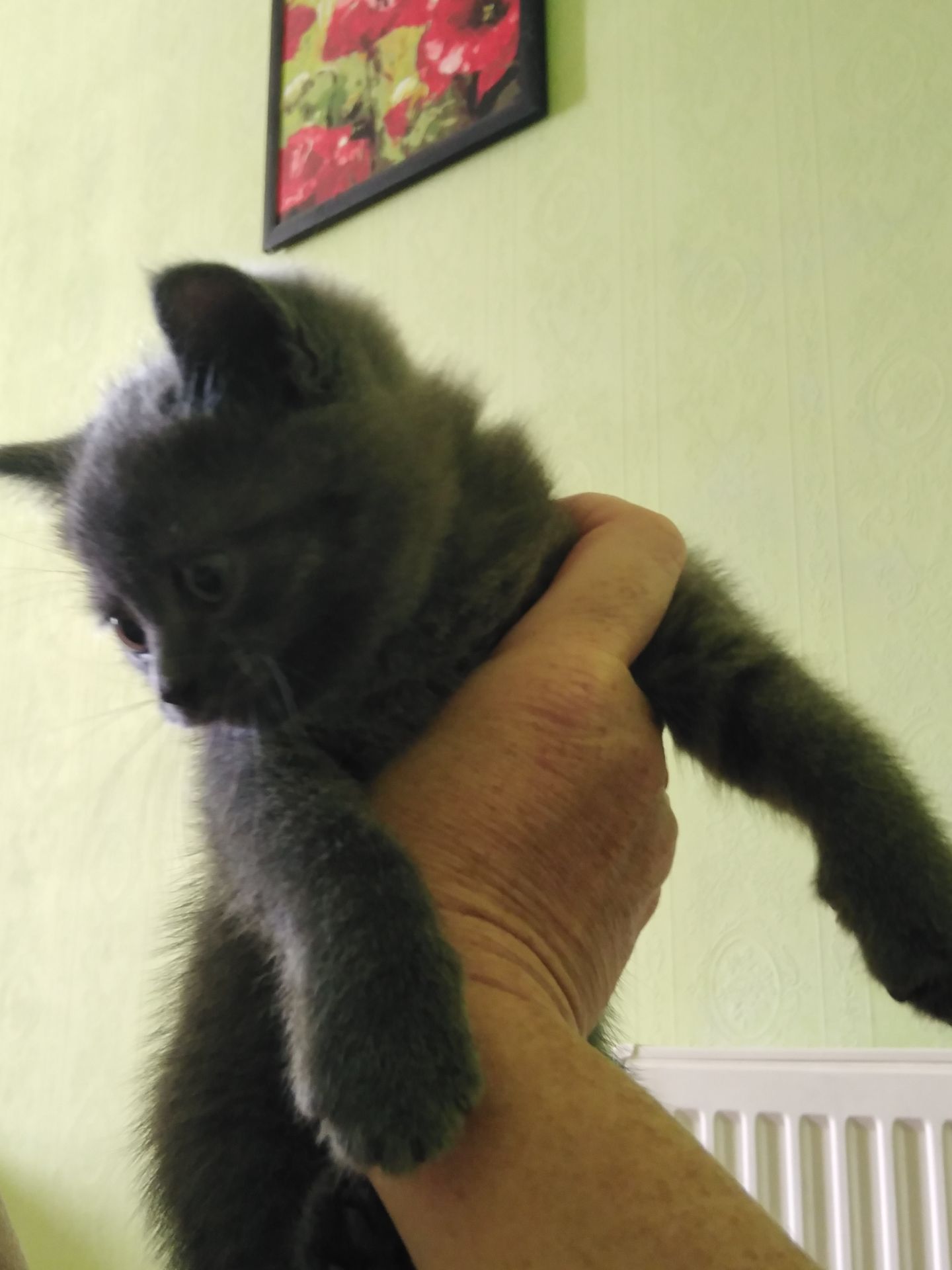 Котик британский голубой(короткошорстный)