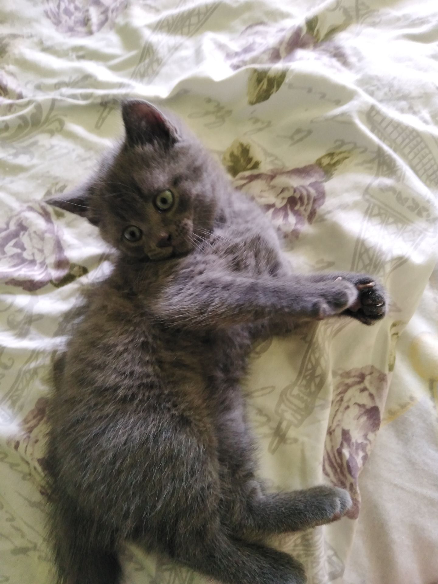 Котик британский голубой(короткошорстный)
