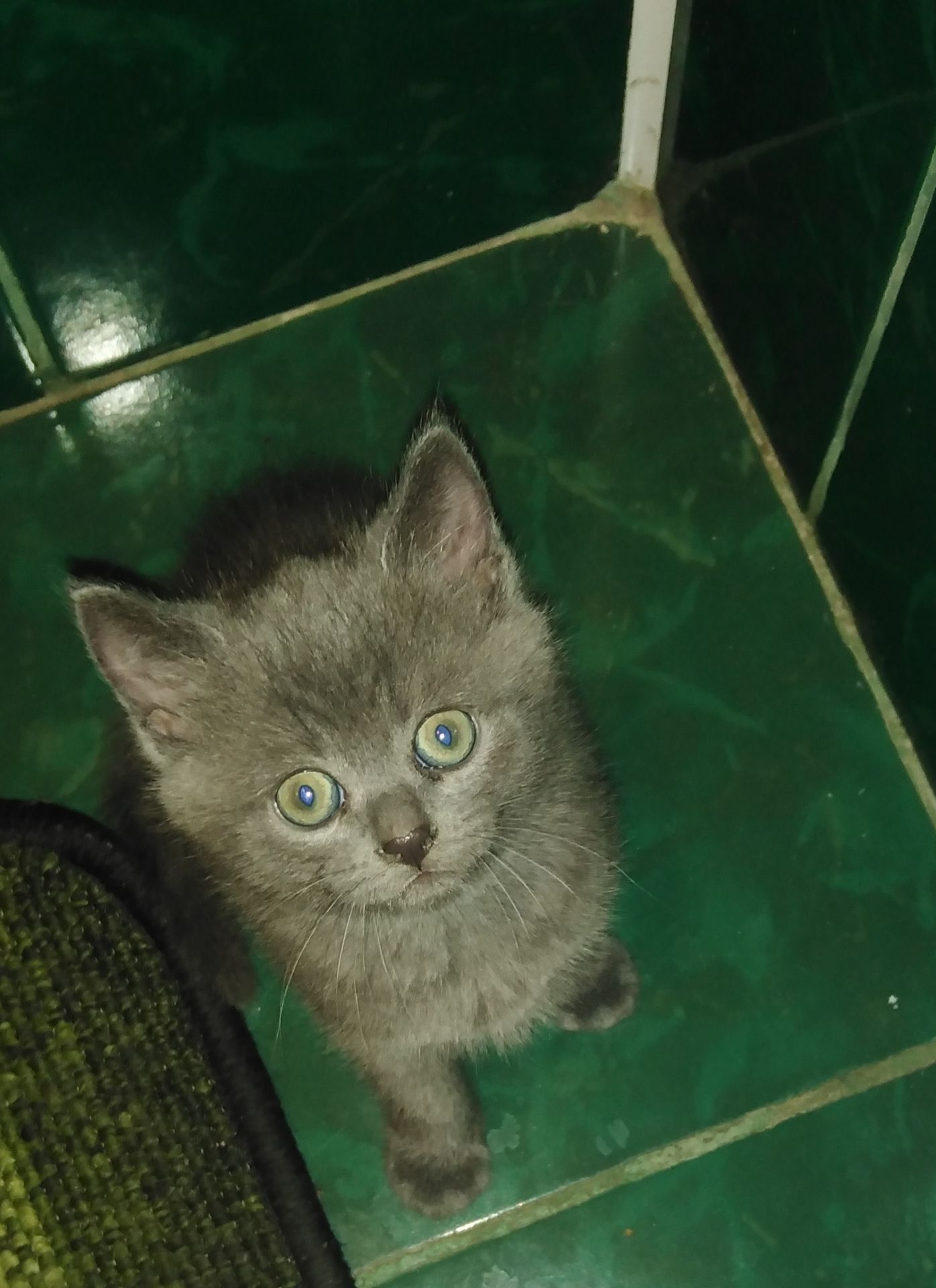 Котик британский голубой(короткошорстный)