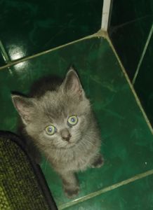 Котик британский голубой(короткошорстный)