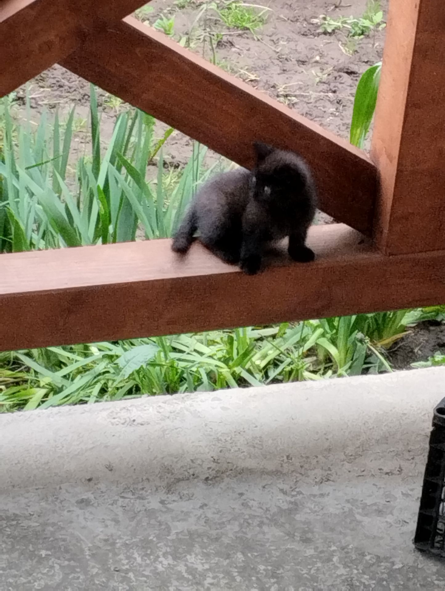 кошенята