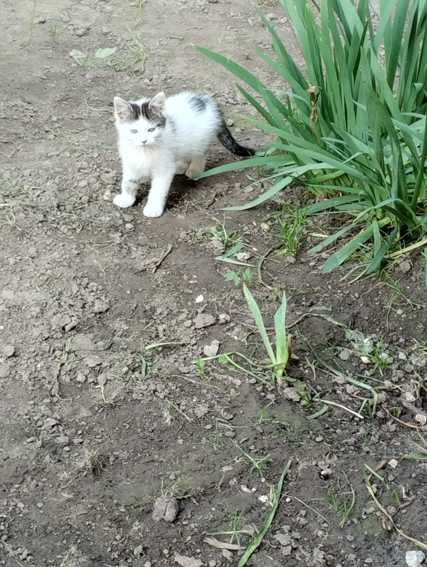 кошенята