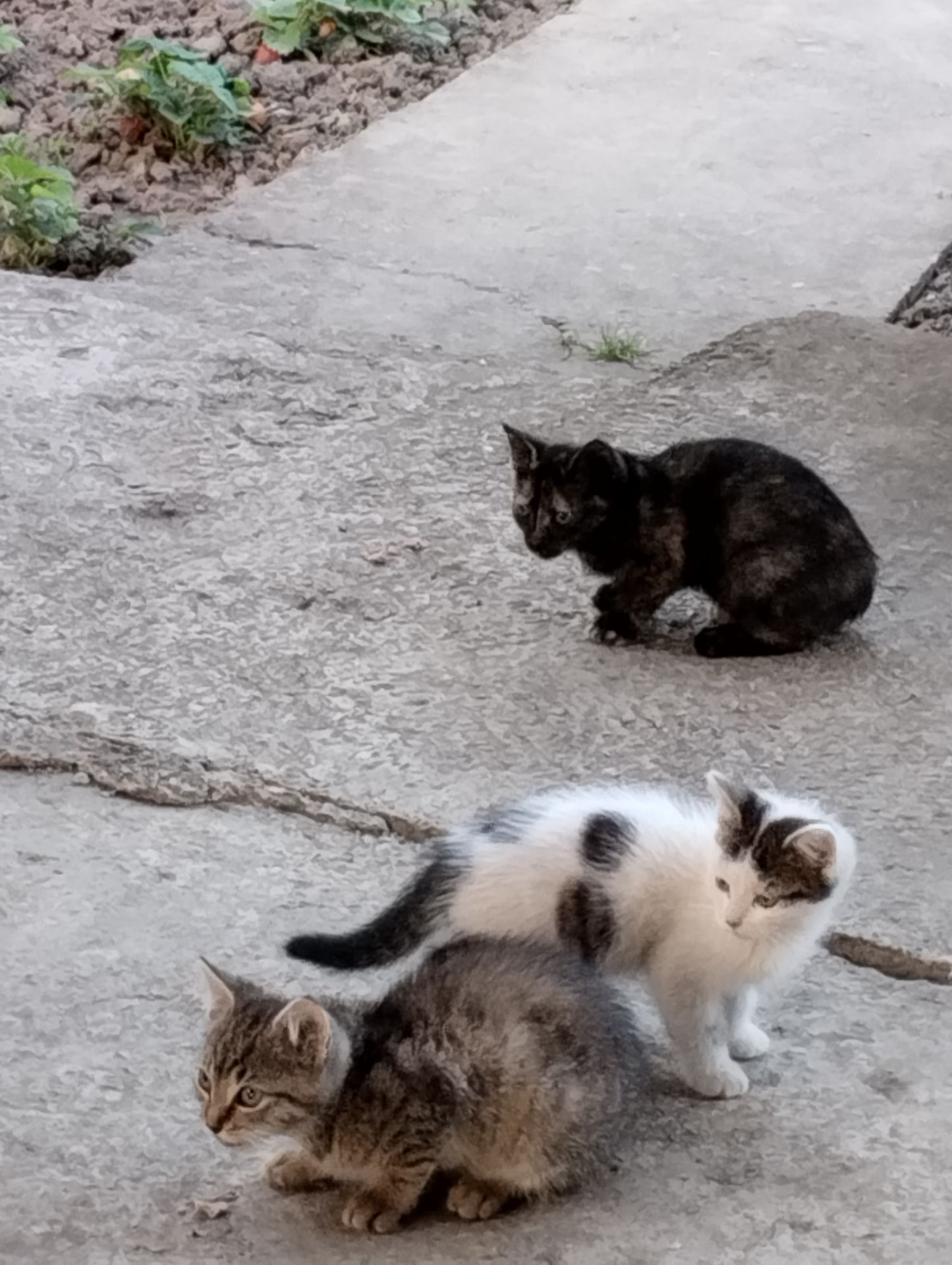 кошенята