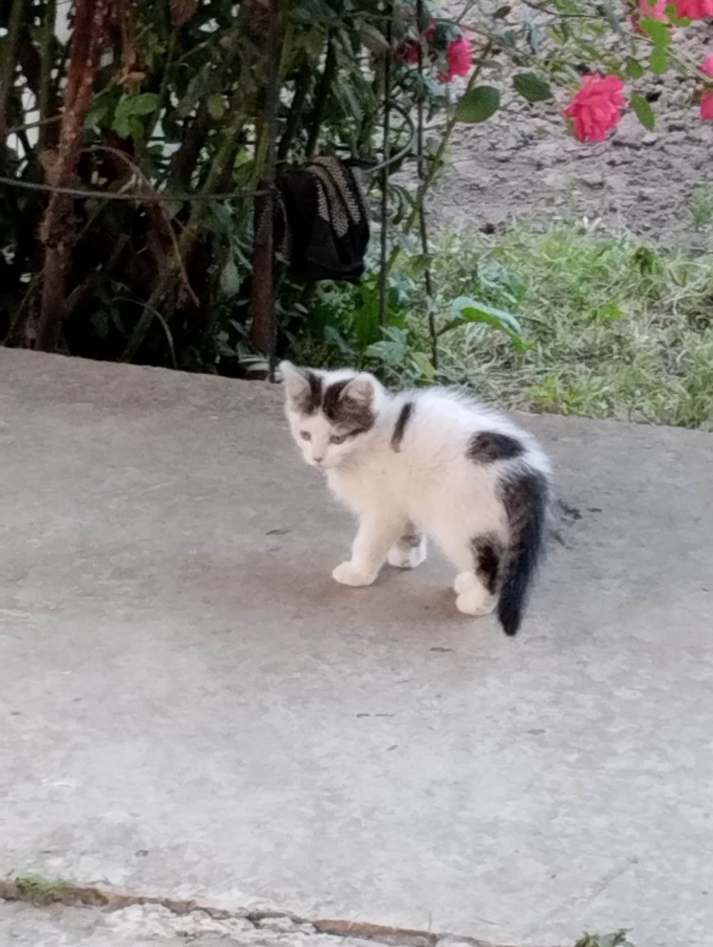 кошенята