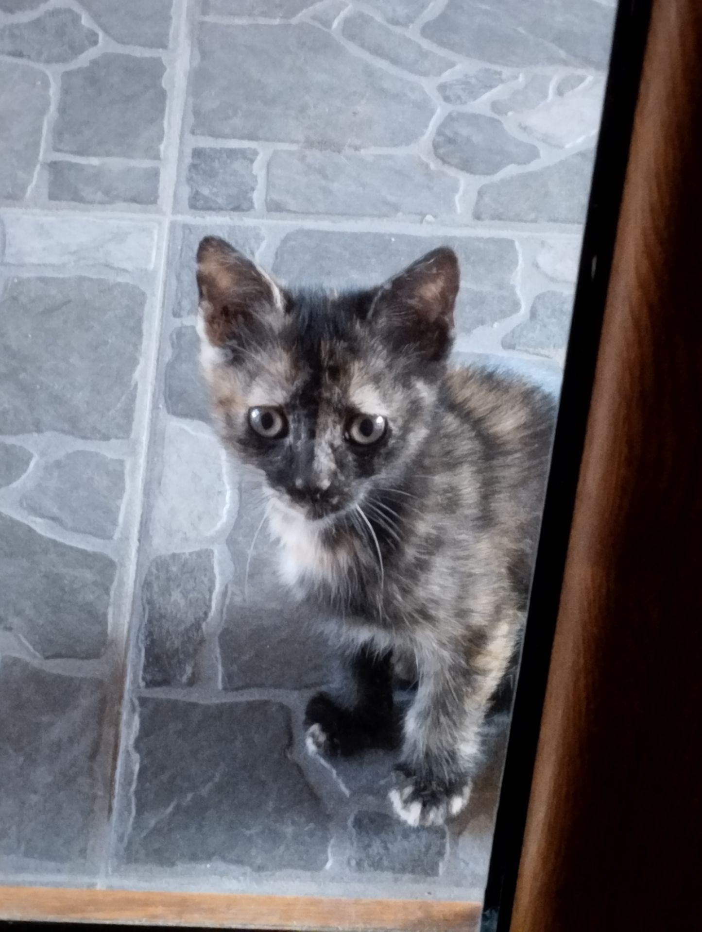 кошенята