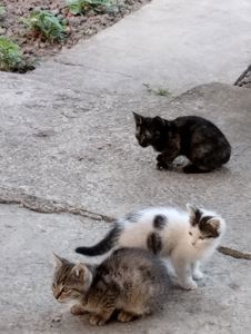 кошенята