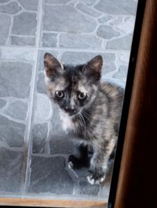 кошенята