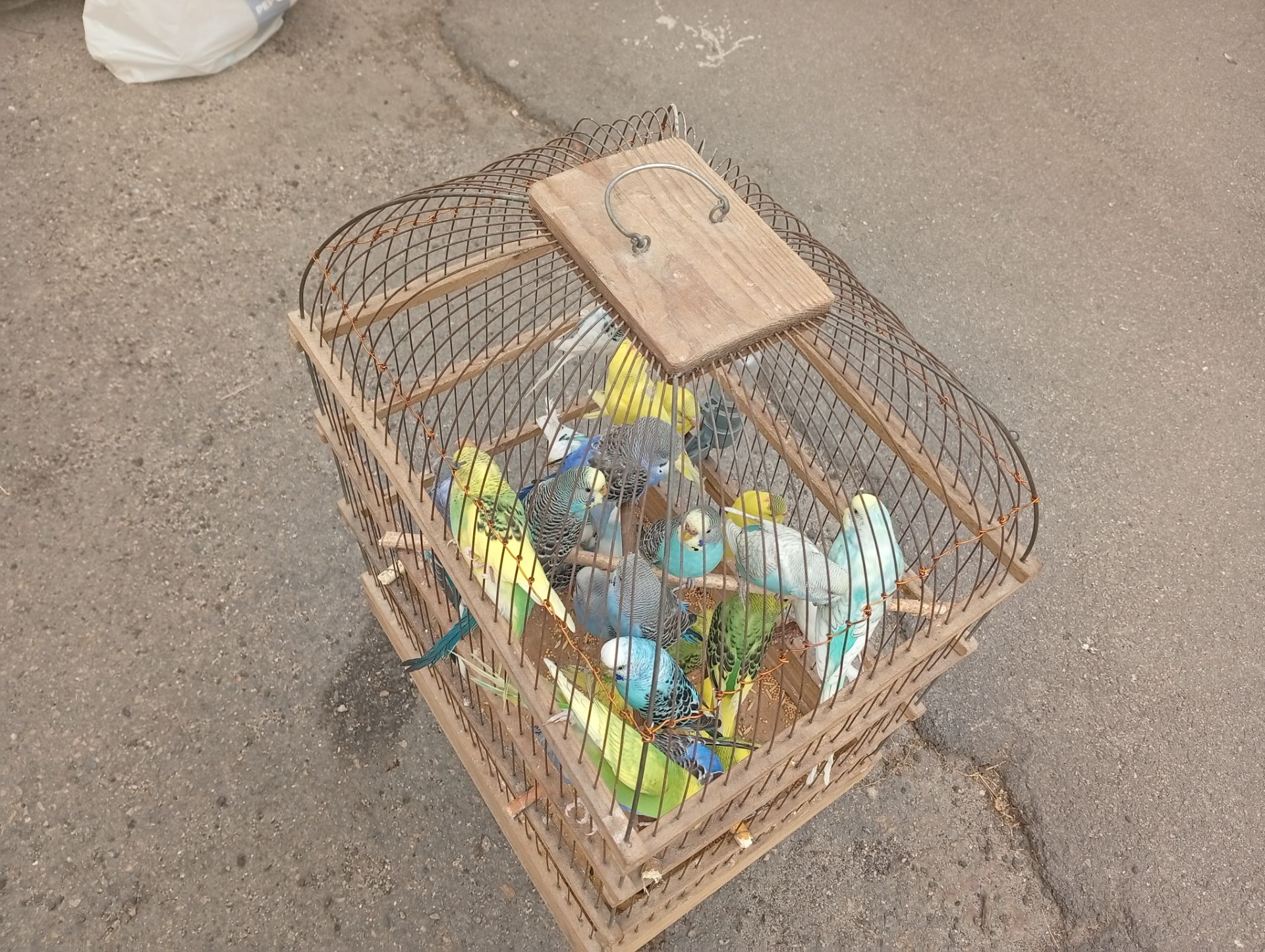 Волнистые попугаи
