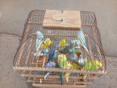Волнистые попугаи