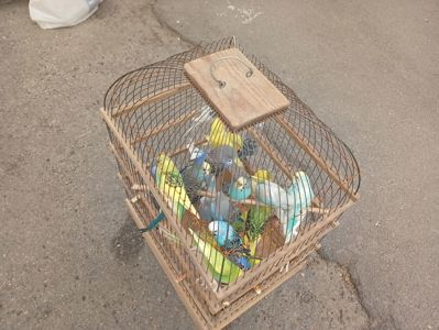 Волнистые попугаи
