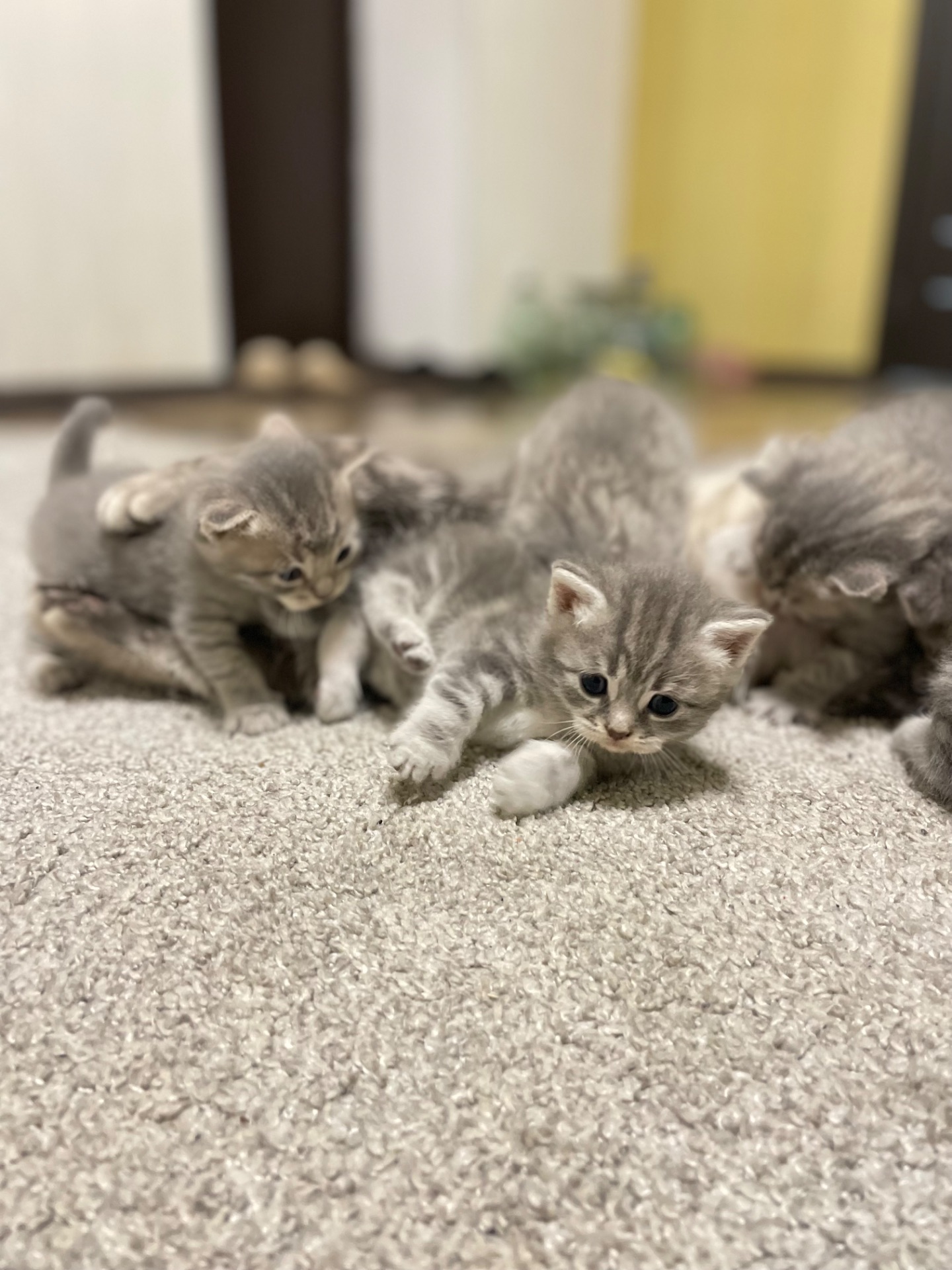 Кошенята
