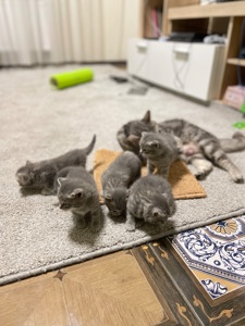 Кошенята