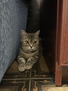 Кошенята