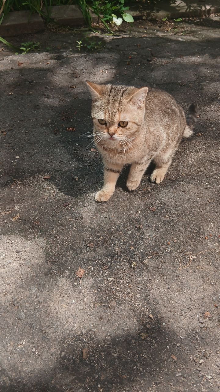 Котик схожий на британця