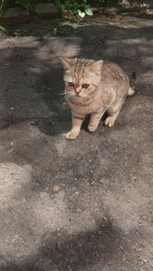 Котик схожий на британця
