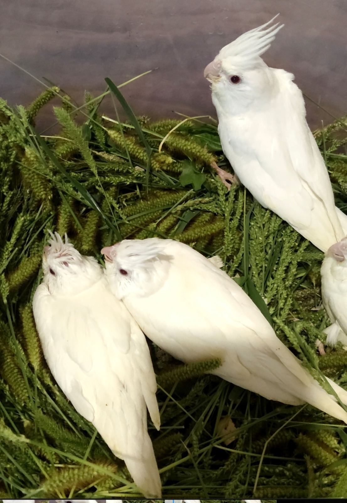 безщекие птенцы Корелл