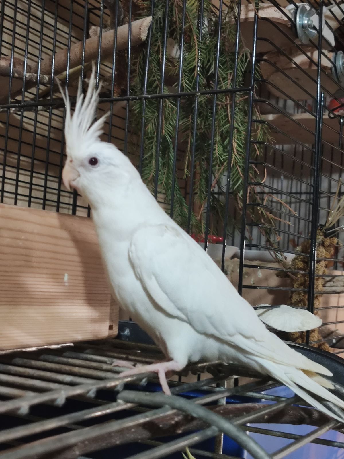 безщекие птенцы Корелл