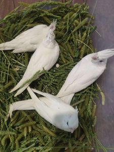 безщекие птенцы Корелл