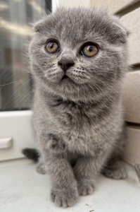Кошенята скотіш фолд та скотіш страйт