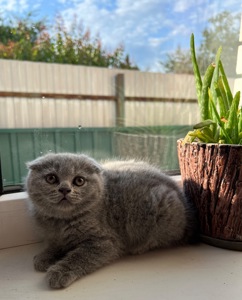 Кошенята скотіш фолд та скотіш страйт
