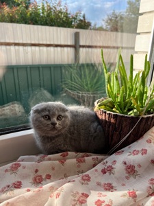 Кошенята скотіш фолд та скотіш страйт
