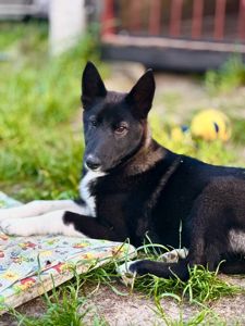 Врятоване цуценя шукає дім безкоштовно в добрі руки щенок ищет дом