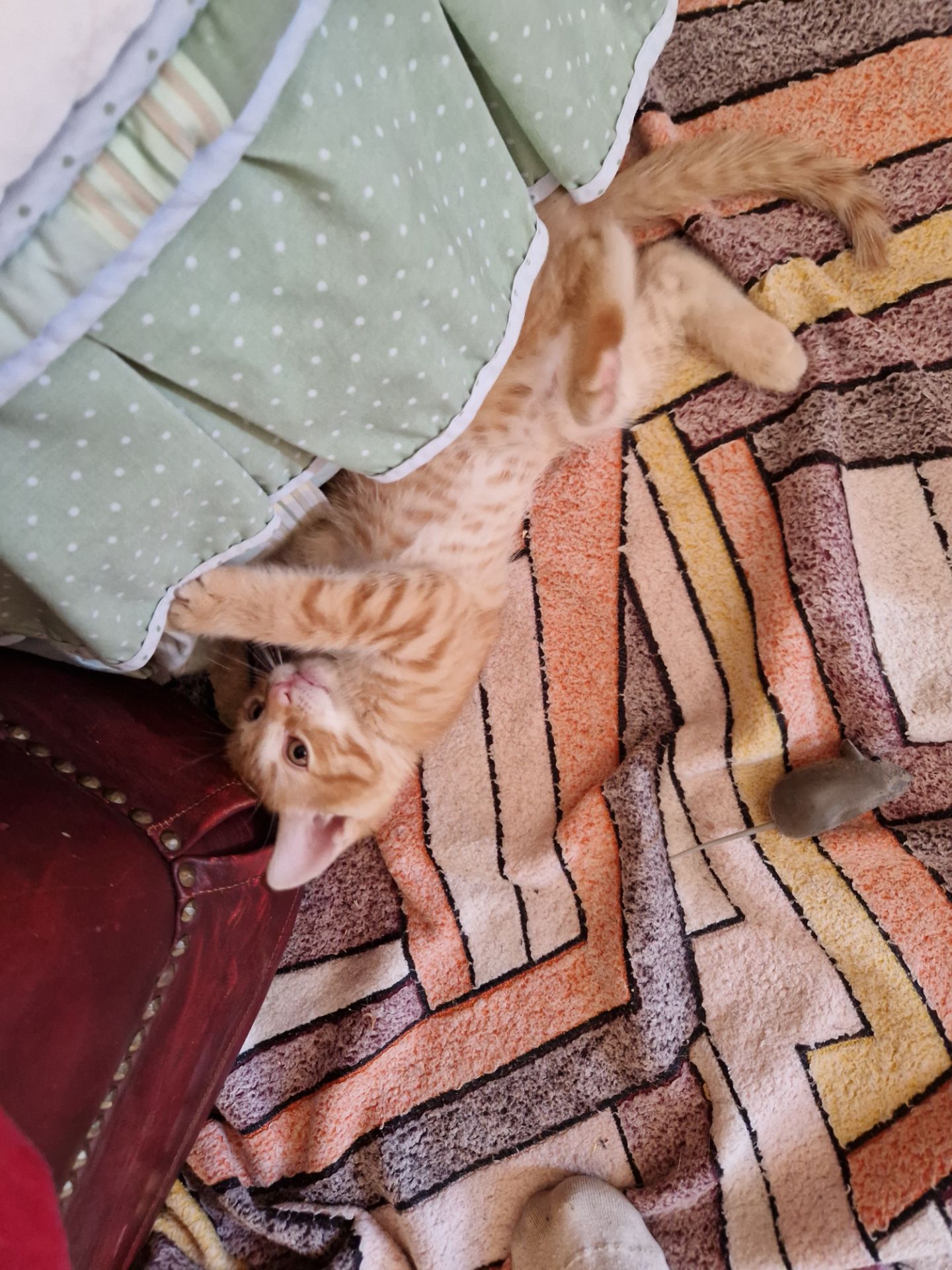 Шикарне Кошеня