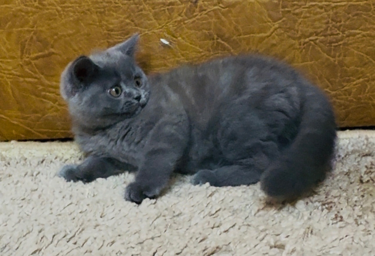 Дуже милі шотландські кошенята