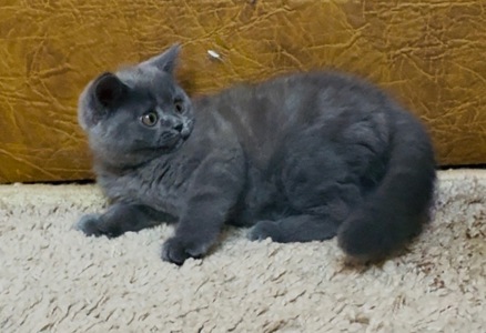 Дуже милі шотландські кошенята