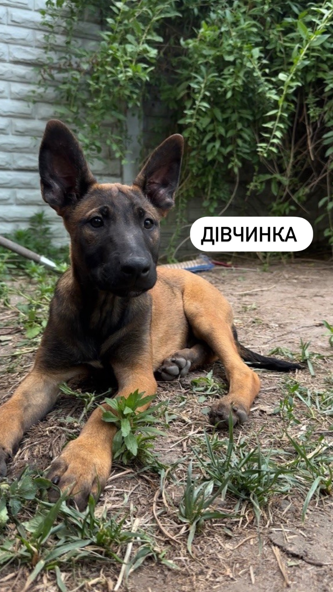 Цуценята малінуа (бельгійська вівчарка)