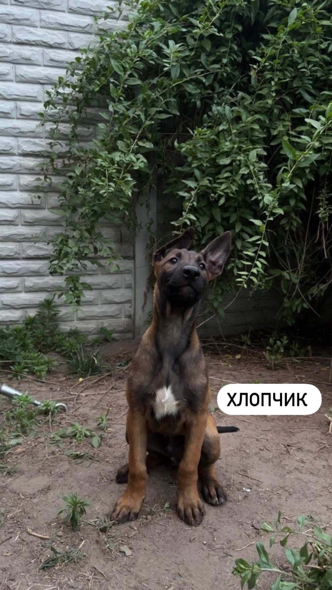 Цуценята малінуа (бельгійська вівчарка)