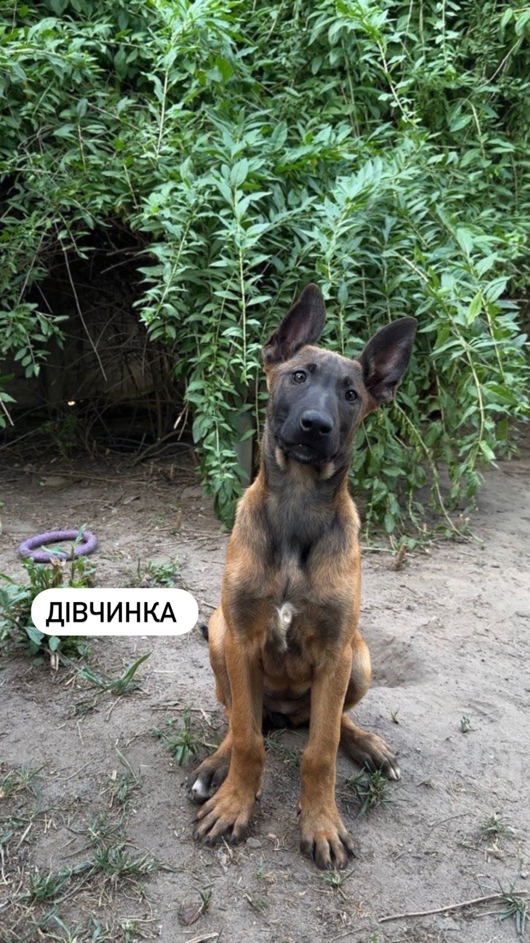 Цуценята малінуа (бельгійська вівчарка)