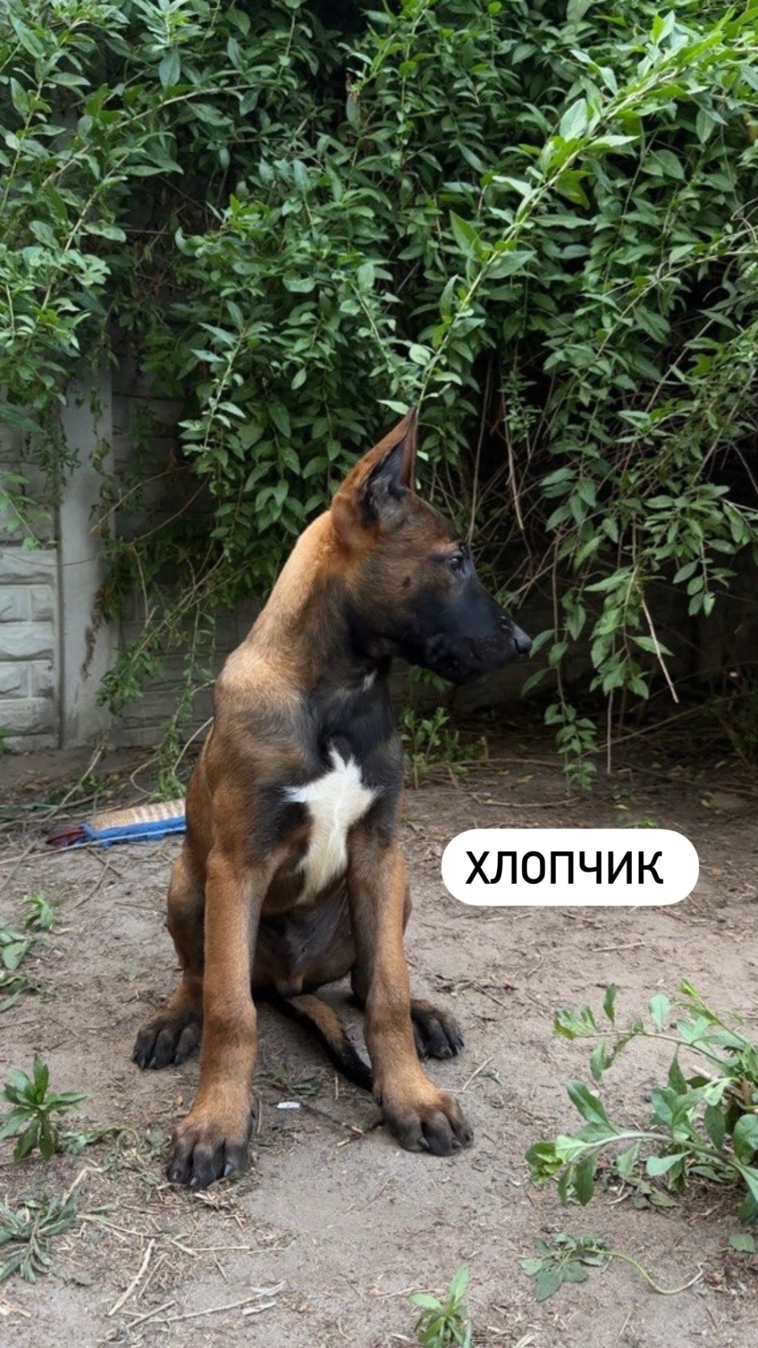 Цуценята малінуа (бельгійська вівчарка)