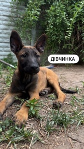 Цуценята малінуа (бельгійська вівчарка)