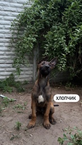 Цуценята малінуа (бельгійська вівчарка)