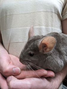Шиншила дівчинка
