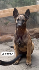 Цуценята малінуа (бельгійська вівчарка)