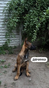 Цуценята малінуа (бельгійська вівчарка)