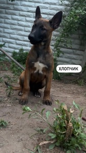 Цуценята малінуа (бельгійська вівчарка)