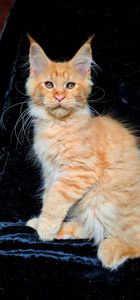 Рыжий мальчик мейн кун