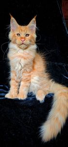 Рыжий мальчик мейн кун