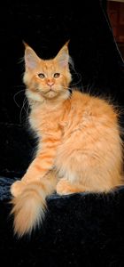 Рыжий мальчик мейн кун