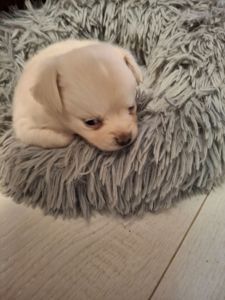 Цуценята чихуахуа