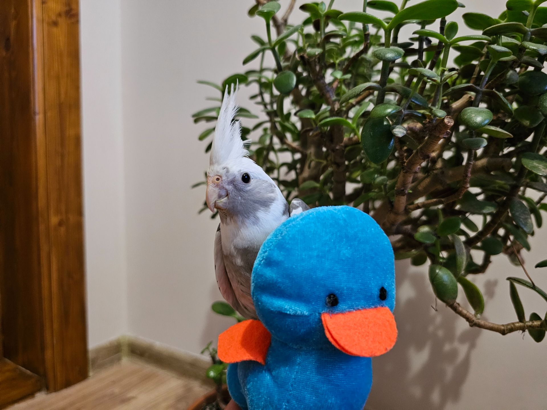 Пролам мододих корел