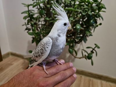 Пролам мододих корел