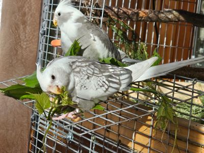 Пролам мододих корел